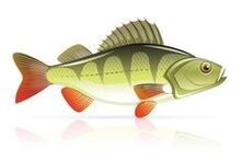 Fruits de mer pour pancréatite